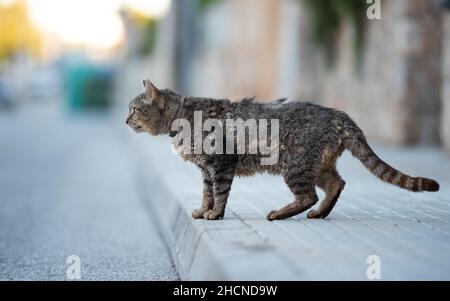 Vernachlässigte streunende Katze mit zotteligem Fell, die auf dem Bürgersteig auf einer Straße in mallorca, spanien, steht Stockfoto