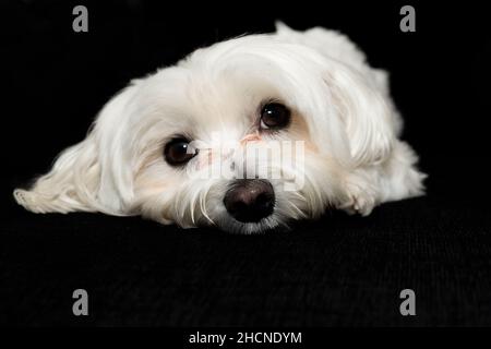 Porträt im Studio von bichon Maltese Stockfoto