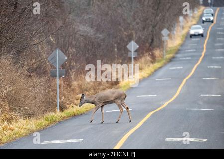 Ein junger Wildschwanzbock überquert die Straße im Lynde Shores Conservation Area in Whitby, Ontario. Stockfoto