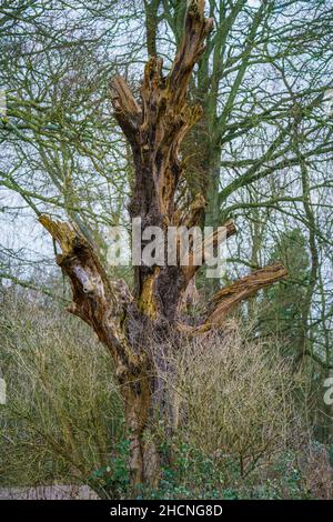 Überreste eines toten Baumes mit mehreren Ast-Stumps und freiliegendem verrottendem Holz, goldbraun im Winterlicht stehend Stockfoto