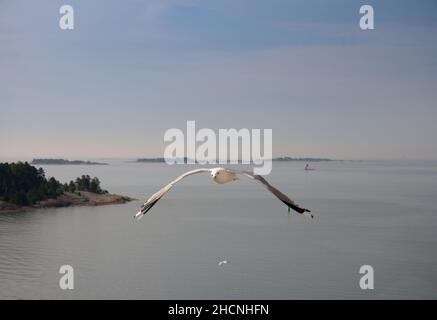 Möwe im Flug über die Inseln und Buchten der Inselgruppen rund um Stockholm. Vom Cunard-Schiff Queen Elizabeth auf dem Weg nach Stockholm. Stockfoto