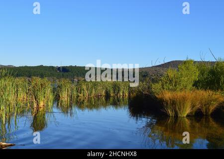 Ein Blick auf Schilf am Ufer des Lake Wallace in New South Wales Stockfoto