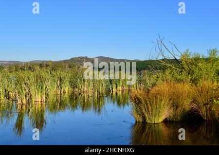 Ein Blick auf Schilf am Ufer des Lake Wallace in New South Wales Stockfoto