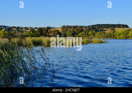 Ein Blick auf Schilf am Ufer des Lake Wallace in New South Wales Stockfoto