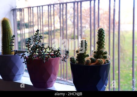 Kaktus, haworthia und andere kleine Zimmerpflanzen in Reihe bookeh Stockfoto