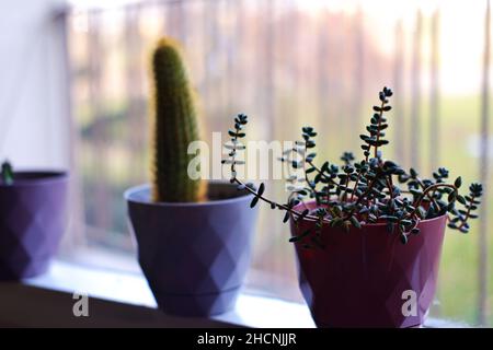 Kaktus, haworthia und andere kleine Zimmerpflanzen in Reihe bookeh Stockfoto