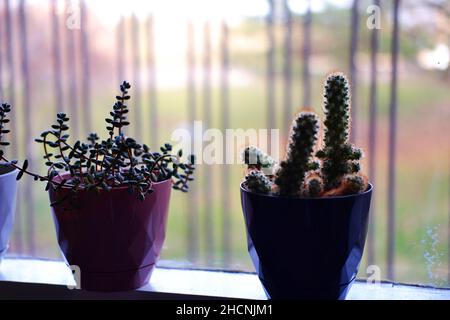 Kaktus, haworthia und andere kleine Zimmerpflanzen in Reihe bookeh Stockfoto