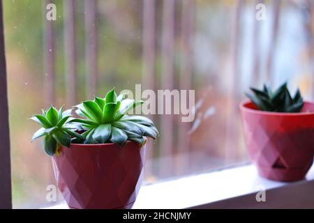 Kaktus, haworthia und andere kleine Zimmerpflanzen in Reihe bookeh Stockfoto