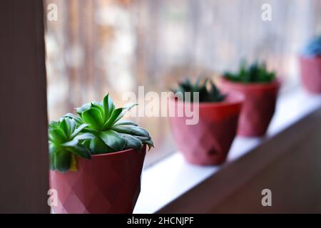 Kaktus, haworthia und andere kleine Zimmerpflanzen in Reihe bookeh Stockfoto