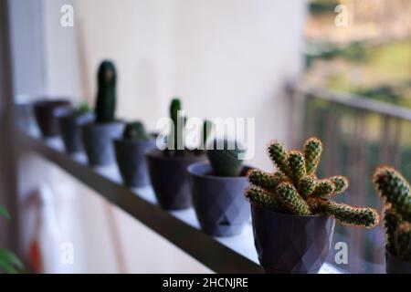 Kaktus, haworthia und andere kleine Zimmerpflanzen in Reihe bookeh Stockfoto