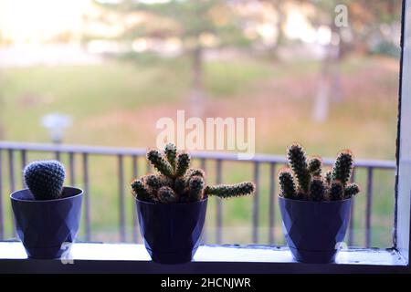 Kaktus, haworthia und andere kleine Zimmerpflanzen in Reihe bookeh Stockfoto