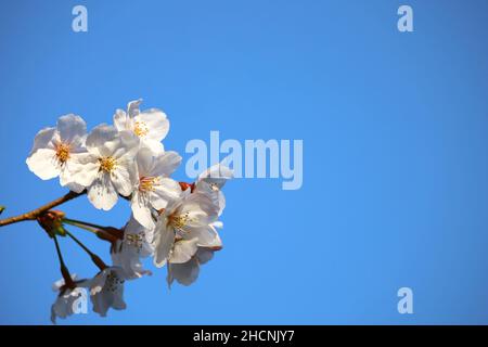 Klarer blauer Himmel und Kirschblüten Stockfoto