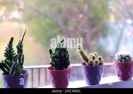 Kaktus, haworthia und andere kleine Zimmerpflanzen in Reihe bookeh Stockfoto