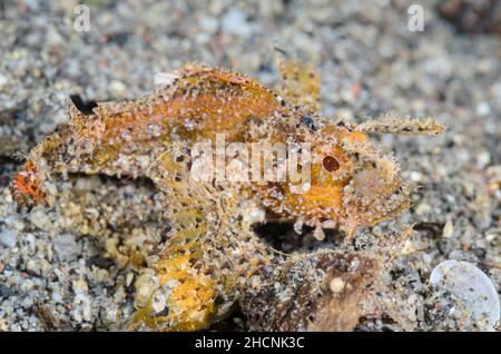 Ambon-Skorpionfisch, juvenile , Pteroidichthys amboinensis, Alor, Nusa Tenggara, Indonesien, Pazifik Stockfoto