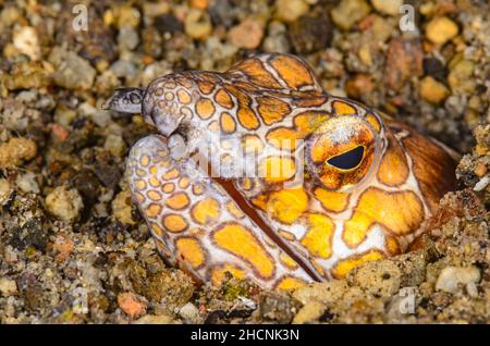 Napoleanischer Schlangenaal, Ophichthus bonaparti, Alor, Nusa Tenggara, Indonesien, Pazifik Stockfoto