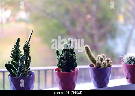 Kaktus, haworthia und andere kleine Zimmerpflanzen in Reihe bookeh Stockfoto