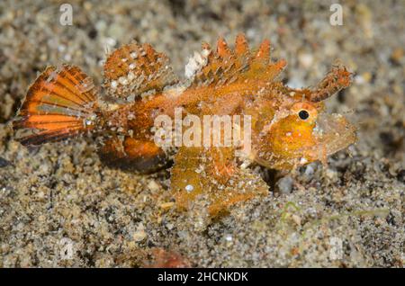 Ambon Scorpionfish, Pteroidichthys amboinensis, Alor, Nusa Tenggara, Indonesien, Pazifik Stockfoto