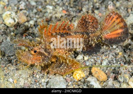 Ambon Scorpionfish, Pteroidichthys amboinensis, Alor, Nusa Tenggara, Indonesien, Pazifik Stockfoto