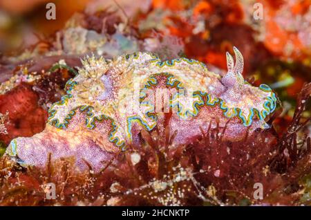 Nudibranch, Glossodoris acosti, mit drei Rhinophores, eine genetische Anomalie, Alor, Nusa Tenggara, Indonesien, Pazifik Stockfoto