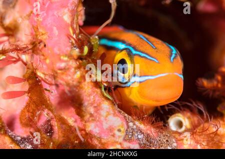 Blaugestreifter Fangblenny, Plagiotremus rhinorhynchos, Alor, Nusa Tenggara, Indonesien, Pazifik Stockfoto