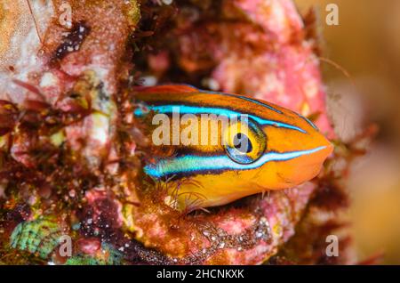 Blaugestreifter Fangblenny, Plagiotremus rhinorhynchos, Alor, Nusa Tenggara, Indonesien, Pazifik Stockfoto