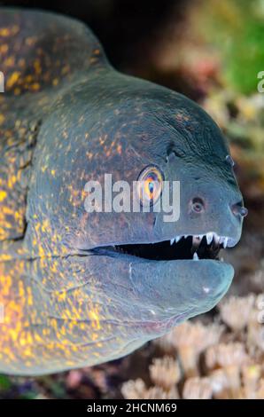 Yellowmargin Moray, Gymnothorax flavimarginatus, Alor, Nusa Tenggara, Indonesien, Pazifik Stockfoto