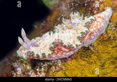 Nudibranch, Glossodoris acosti, Alor, Nusa Tenggara, Indonesien, Pazifik Stockfoto