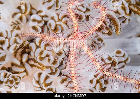 Dunkler rotstacheliger brüchiger Stern, Ophiothrix (Acanthophiothrix) purpurea, Alor, Nusa Tenggara, Indonesien, Pazifik Stockfoto