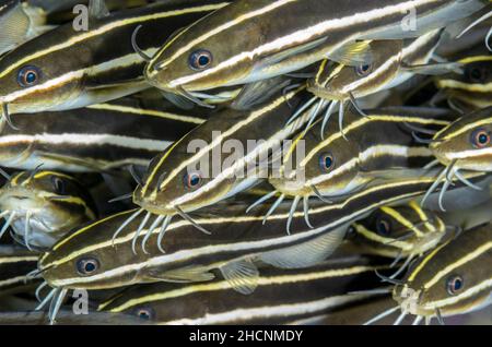 Gestreifte Eelwelse, Plotosus lineatus, Alor, Nusa Tenggara, Indonesien, Pazifik Stockfoto