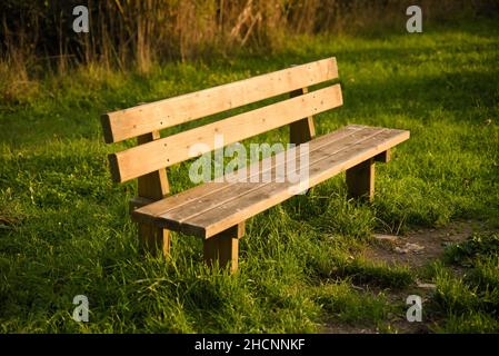 Holzbank auf einem grasbewachsenen Park an einem sonnigen Tag Stockfoto