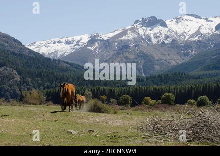 Braune Pferde mit schneebedeckten Bergen im Hintergrund, Kastanienpferde grasen in der Nähe von san martin de los andes Stockfoto