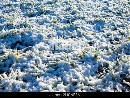 Schneebedeckte Pflanzen auf dem Feld Stockfoto