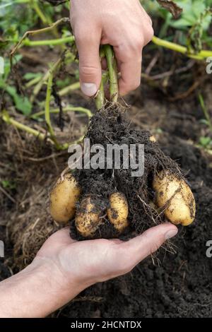 Frische Babykartoffel im Boden. Ernte gerade aus dem Boden auf dem Bauernhof ausgegraben. Hand hält schmutzige Kartoffeln Ernte im Garten Stockfoto