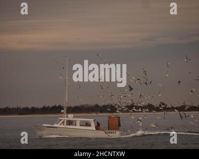 Fischerboot, das in die Barnegat Bay in der Nähe der Bucht des Island Beach State Park einfährt, gefolgt von Hunderten von Möwen. Stockfoto