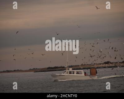 Fischerboot, das in die Barnegat Bay in der Nähe der Bucht des Island Beach State Park einfährt, gefolgt von Hunderten von Möwen. Stockfoto