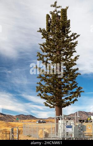 Morrison, Colorado - Ein Kommunikationsturm, getarnt wie ein Baum, in einem Vorort von Denver. Stockfoto