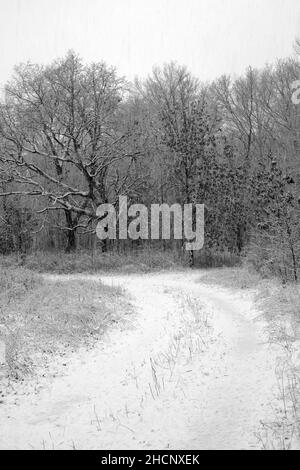 Ein schwarz-weißes Bild eines schneebedeckten Pfades, der im Winter durch einen Laubwald im Norden von Indiana führt. Stockfoto