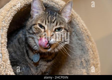 Issaquah, Washington, USA. Zehnjährige amerikanische Kurzhaarkatze Mickey, Stockfoto