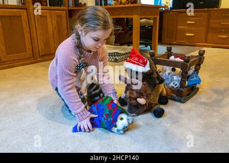 Issaquah, Washington, USA. 5-jähriges Mädchen, das mit ausgestopften Tieren spielte und vorgab, dass es sich bei dem Bison um Regenhirsche handelte, die den Schlitten des Weihnachtsmanns zogen und einen blan gaben Stockfoto