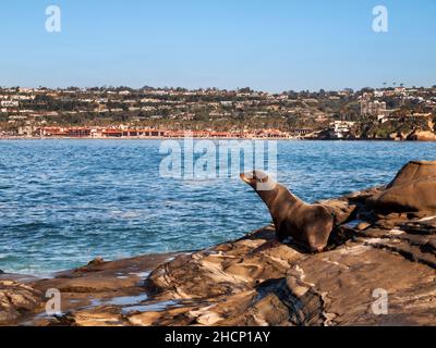 USA, Kalifornien, La Jolla, Sea Lion und der La Jolla Beach & Tennis Club Stockfoto