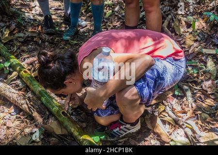 TAMAN NEGARA, MALAYSIA - 17. MÄRZ 2018: Touristen trinken Wasser aus einem Bambus im Dschungel des Taman Negara Nationalparks. Stockfoto