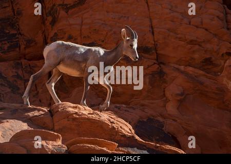 Rock Walker Stockfoto