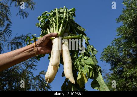 Frau hält frisches White Radish Wurzelgemüse geerntet zusammen mit seinem Bund von Blättern. Frisch angebautes indisches Bio-Gemüse auf Himmelblau Stockfoto