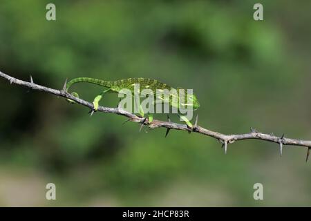Chamäleons oder Chamäleons, die auf einem Baumzweig laufen, Familie Chamaeleonidae, Ahmednagar, Maharashtra, Indien Stockfoto