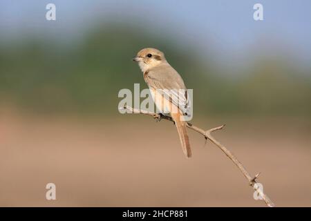 Isabellinenwürger oder Daurianwürger, Lanius isabellinus, Kolhapur, Maharashtra, Indien Stockfoto