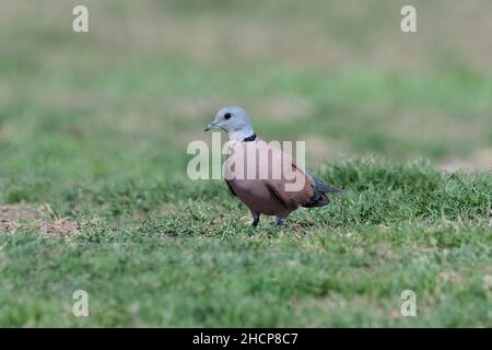 Rote Halstaube, Streptopelia tranquebarica, Pune, Maharashtra, indien Stockfoto