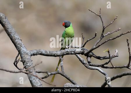 Slaty-headed Sittaraket, Psittacula himalayana, Jim-Corbett-Nationalpark, Uttarakhand, Indien Stockfoto