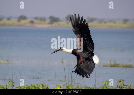 Weißhalsstorch oder Weißhalsstorch, Ciconia episcopus, Pune, Maharashtra, indien Stockfoto