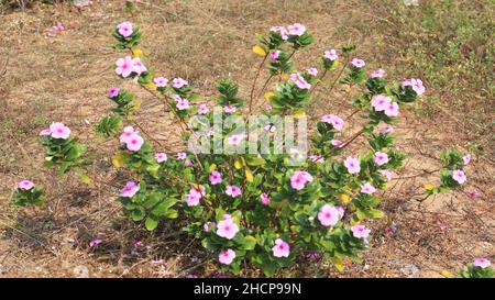 Madagaskar Periwinkle Rosa Blume in der Pflanze. In unscharfen Hintergrund Stockfoto