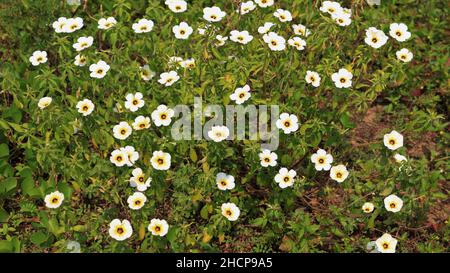 Gelbe Farbe Blume in der Pflanze Stockfoto
